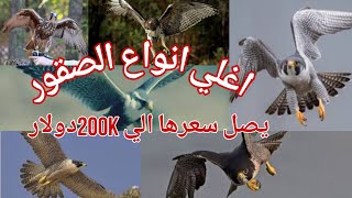 اغلي انواع الصقور|منهم يصل سعره الي200kدولار