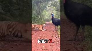 The World’s Most Dangerous Bird 😨 #shorts Factspark Studio