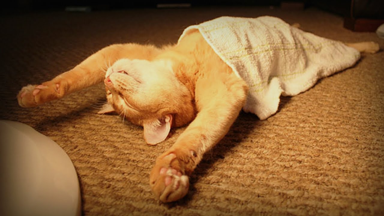 자동 수면 모드 | Auto sleep mode