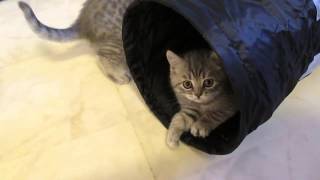 Kittens playing by KillerCats100 40 views 9 years ago 1 minute, 19 seconds