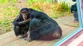 雨の日でも全力で遊ぶチンパンジーは可愛さ全開だった【チンパンジー】Chimpanzee