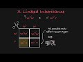 X-Linked Inheritance and Phenotypic Outcomes in Fruit Flies