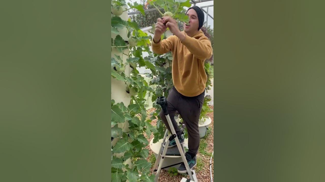 You can grow over 160 different crops on an aeroponic Tower Garden