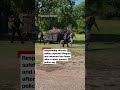 Police pursue loose kangaroo in Texas