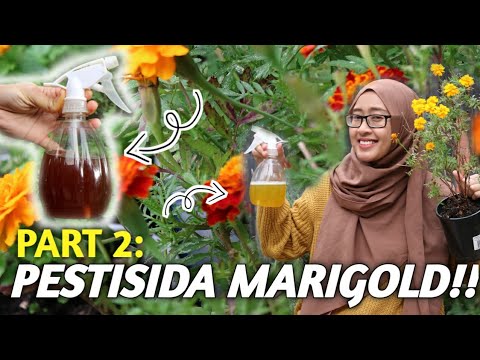 Video: Marsh marigold: deskripsi dan sifat tanaman. Saat marigold mekar