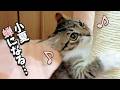 下半身麻痺の子猫が初めてキャットタワーで遊んだらこうなりました