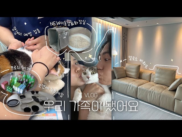 vlog.길냥이랑 가족 된 날🐱 | 소파 들어오는 날 | 오덴세 누프레임 언박싱 | 양갱이 예방접종 | NEW 이동장&화장실