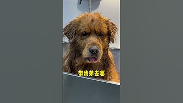 Thumbnail of How to make gold and silver? Mom has a way ~# Shorts# golden retriever# dog# magical animal