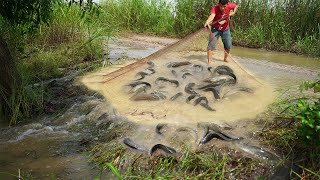 Amazing Catching Catfish & Copper Snake head fish on The Road after Flood