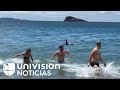 En video: Fueron a bañarse a la playa y salieron corriendo al encontrarse con orcas