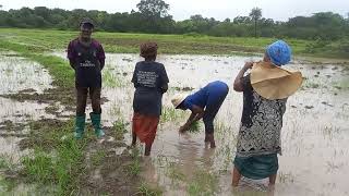 VALLÉE DE TENDIEM ET DJIMACAKOR : CAMPAGNE AGRICOLE 2023-2024 : RIZICULTURE EN CASAMANCE