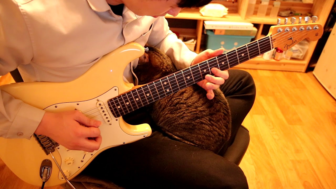 Korean Traditional Carrot Song With MY 'CAT' YouTube