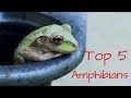 Top 5 Pet Amphibians