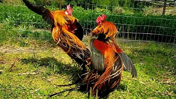 Showing Dominance - Son Standing up to Dad - Bantam Phoenix Qaib Dib Tw Ntev