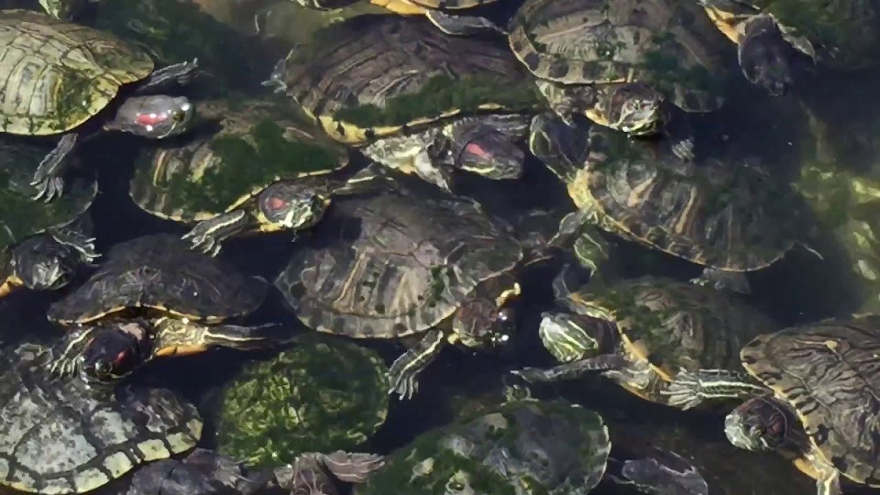 Florida Fort Walton Aquarium YouTube