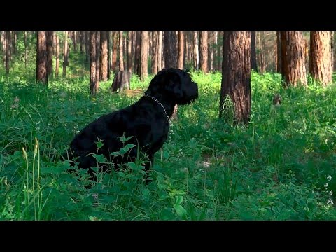 Чёрный терьер - особенности породы