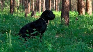 Чёрный терьер  особенности породы