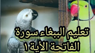 تعليم الببغاء سورة الفاتحة  مكررة   تعليم الدرة الهندي الكاسكو مسجل لتعليم الببغاء الكلام