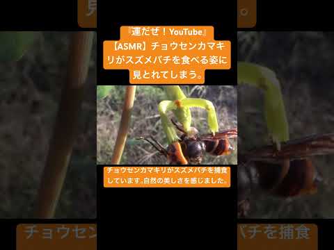 【ASMR】チョウセンカマキリがスズメバチを食べる姿に見とれてしまう。 #虫の音 #insects #sdgs #癒し #yt #sound #mantis #asmr #chewing ＃咀嚼音