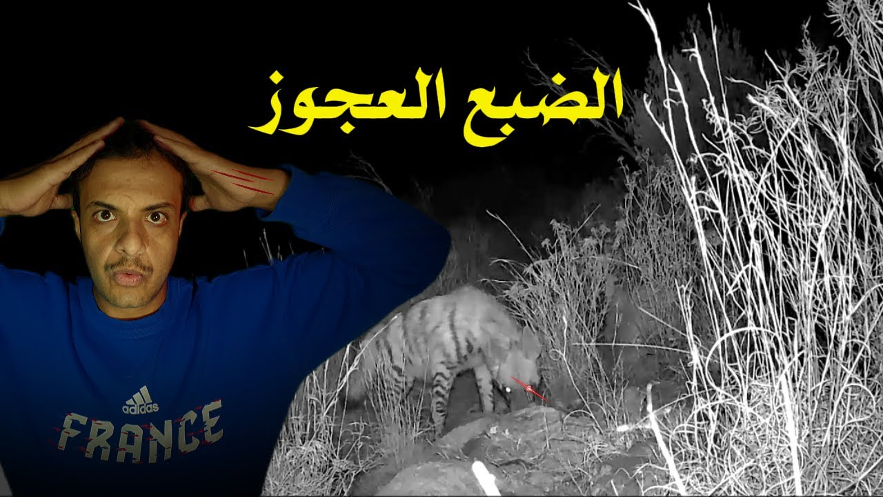 كاميرا الرصد الليلية وضعت الضبع والثعلب تحت المراقبة لأربعة ايام📷