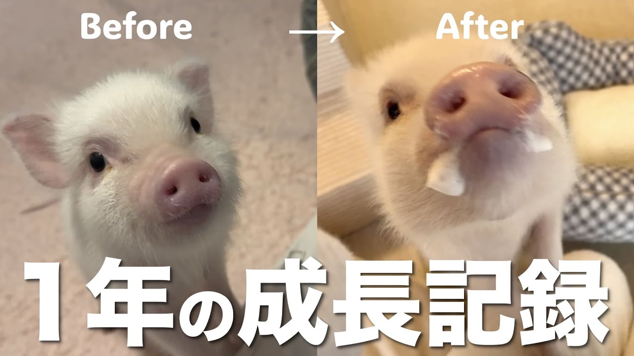 【成長記録】マイクロブタって約１年でどれくらい大きくなるの？