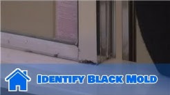 Housecleaning Tips : How to Identify Black Mold