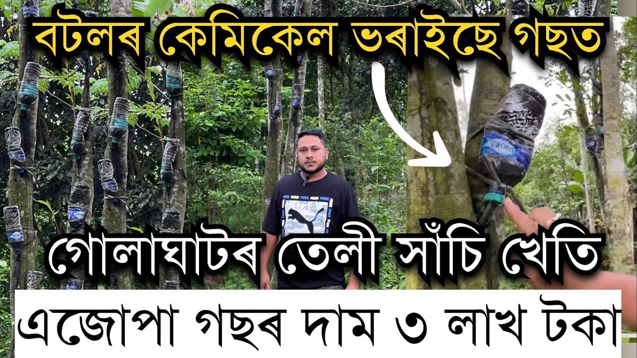 বটলৰ কেমিকেল ভৰাইছে গছত।এজোপা গছৰ দাম ৩ লাখ টকা।গোলাঘাটৰ তেলী সাঁচি খেতি Agarwood Farming। Golaghat