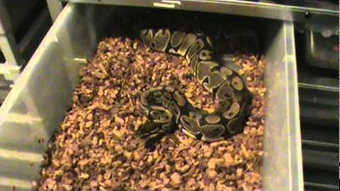 The Vanilla ball python (Video Remake )