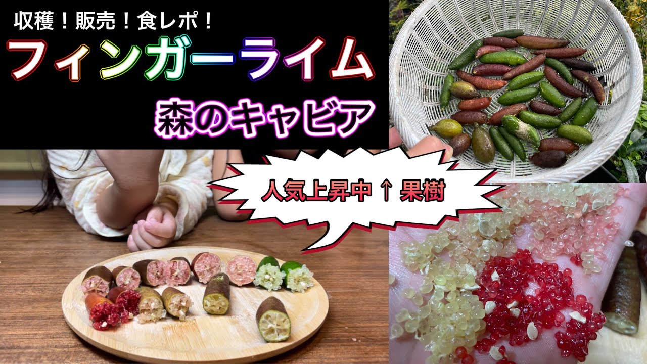 【人気上昇中】フィンガーライム収穫！様々な色の品種を並べると綺麗すぎて感動。家庭菜園でも楽しむことができる熱帯果樹です。料理や飲み物の可能性を広げる希少フルーツ。