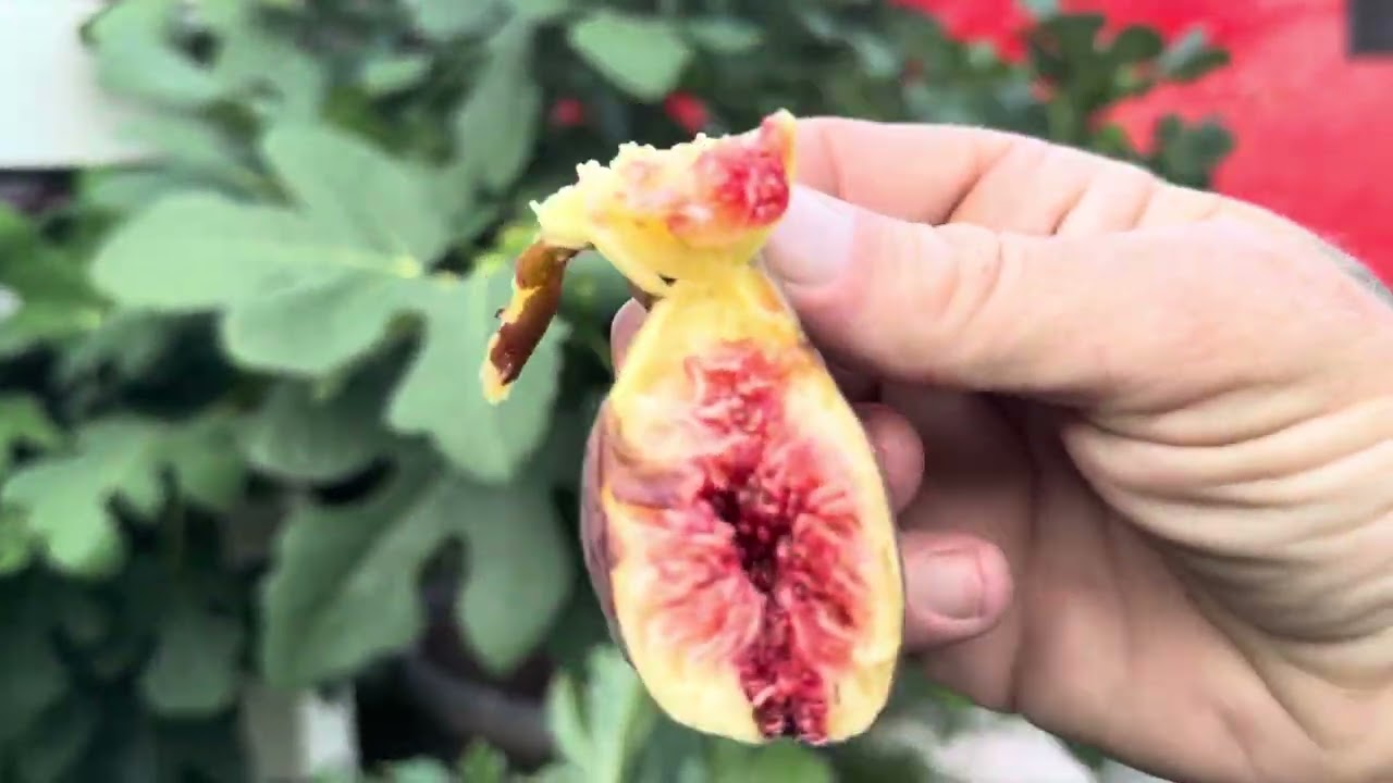 30 gallon potted fig tree ripening!  (Hardy Chicago!
