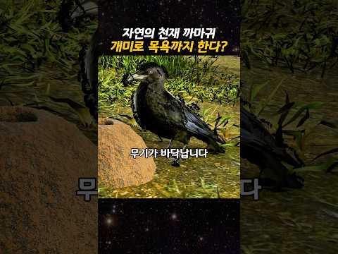 자연의 천재 까마귀, 개미로 목욕까지 한다? thumbnail