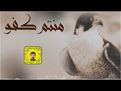 شيلة منتم كفو سعد محسن حصريا 2025