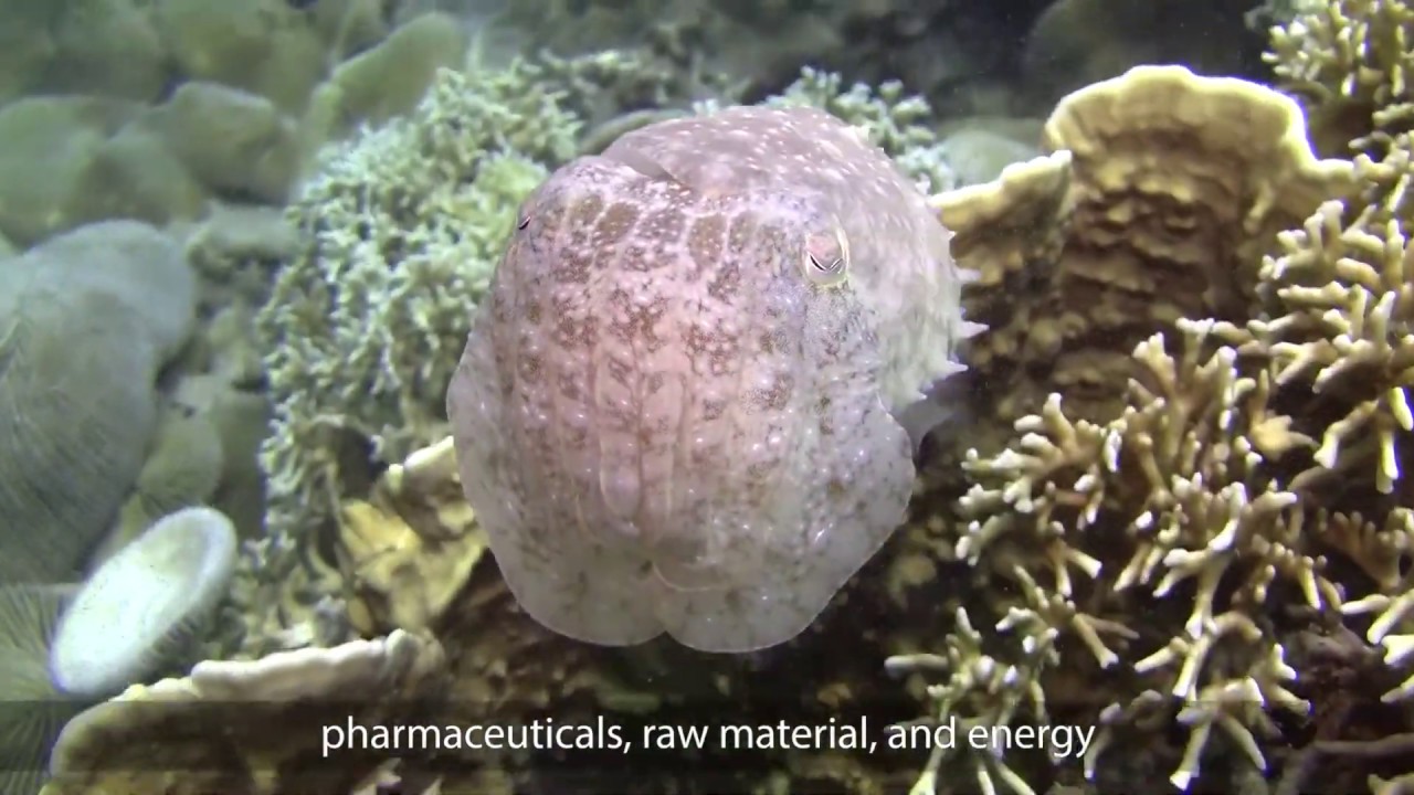 Joint actions reduce plastic pollution for healthy ocean - YouTube
