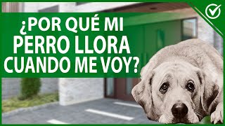 Mi Perro Llora Cuando me voy de Casa - ¿Qué Hago Para que mi Perro no Llore?  - YouTube