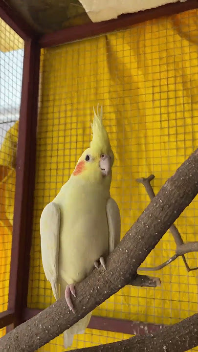 Cockatiel Calling Sound | Cocktail Sound #cockatiel