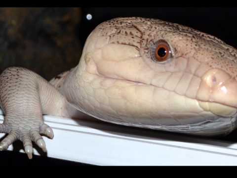 Bluetongue Skink. Kimberly Phase