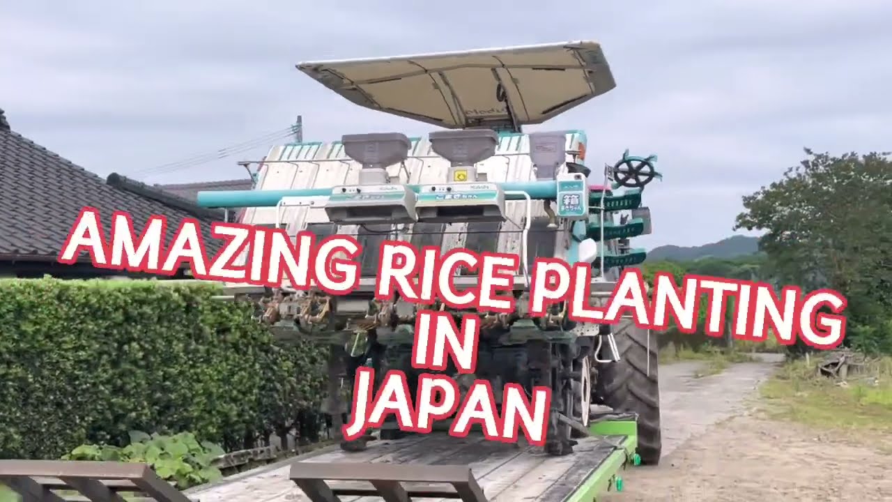2023 田植え開始 クボタ ZP67 額植えしない標準的な植え方 手植え無し
