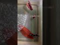 Vmh; how to betta breeding Galaxy betta #shortsfeed #bettabreeding #bettafish #success #subscribe