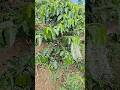 seperti ini Pemupukan tanaman Kopi #farming #agrikultur #automobile #teknikpertanian #pertanian