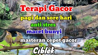 Terapi Air || Suara Air Deras Terapi Burung Ciblek Macet Bunyi