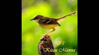 Download Lagu Burung Ciblek Jawa Masteran Gacor  Tembakan Rapat Jernih MP3