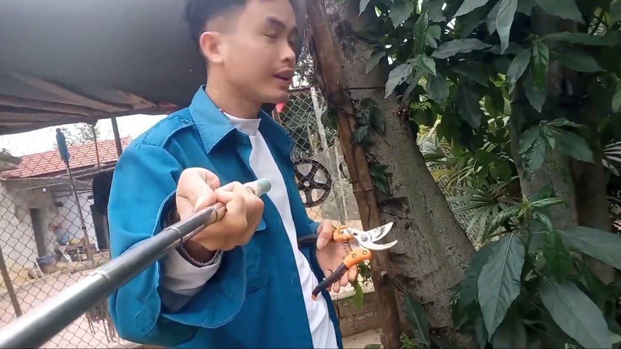 Khai xuân mùng 6 cây mơ sai chĩu và bừa ruộng chuẩn bị cấy xuân  BÁCH NÙNG TV 