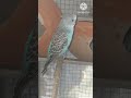 🎶 Beautiful Sounds for Love Birds #Shorts #birds #birds