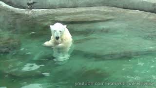The Polar Bear - Moscow Zoo by AnimalsReview 11,066 views 4 years ago 3 minutes, 6 seconds