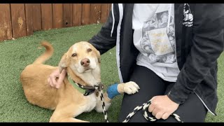 Russ Needs Your Help! - Stray Rescue of St.Louis Wealth
