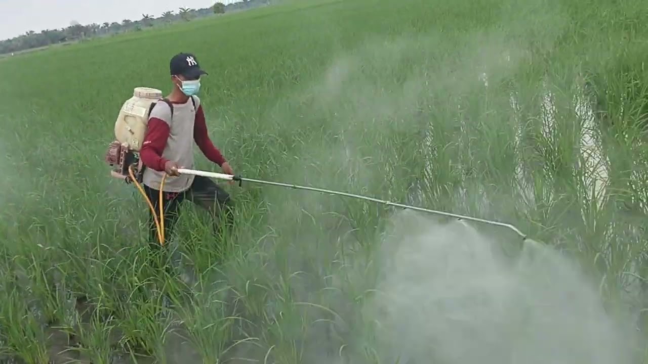 umur 1 bulan lanjutan semprot pertama umur 15 hari Part 2