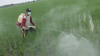 Umur 1 Bulan Lanjutan Semprot Pertama Umur 15 Hari Part 2