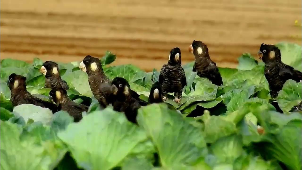 Carnaby's black cockatoo destroying Cabbage Crops cute parrot 