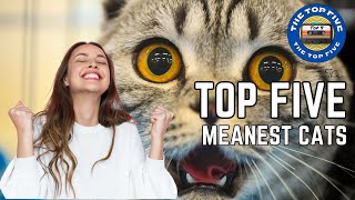 Unveiling the Temperamental Side: Top 5 Meanest Cat Breeds [4K]