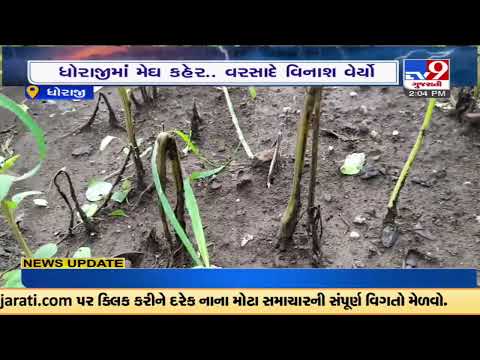 Rajkot :Farmers in distress as heavy rainfall causes crop damage in Dhoraji |Gujarat|TV9GujaratiNews